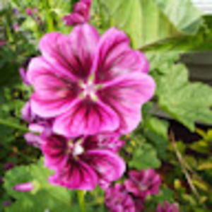 Meet your Posher, Janet